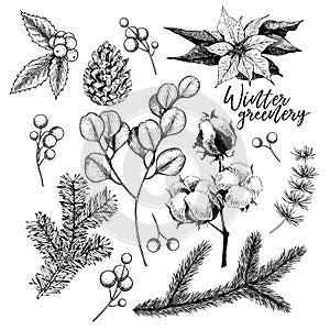 Hand drawn Christmas plants. Vector pine branch, fir, eucalyptus, holly, poinsettia, cotton. Xmas greenery. New Year