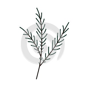 Hand drawn Christmas tree branch isolated on white background. Decorative doodle sketch illustration. Vector floral element