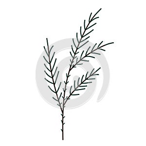 Hand drawn Christmas tree branch isolated on white background. Decorative doodle sketch illustration. Vector floral element