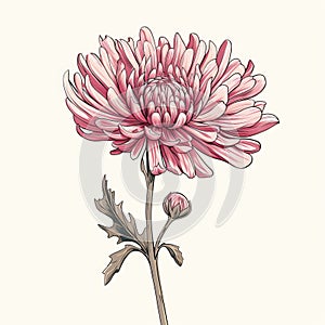 Hand-drawn Chrysanthemum Flower Vector Illustration In Vintage Style