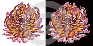 Hand drawn Chrysanthemum flower vector and isolate on white background