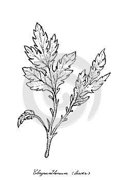 Hand Drawn of Chrysanthemum Leaves on White Background