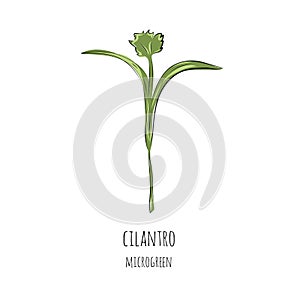 Hand drawn cilantro micro greens. Vector illustration in sketch style isolated on white background