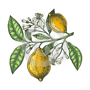 Hand drawn citrus fruits - Lemon branch. Vector sketch of highly detailed lemons tree with leaves, fruits and flowers sketches.