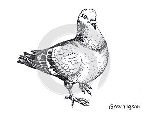 Hand-drawn city grey pigeon pen drawing