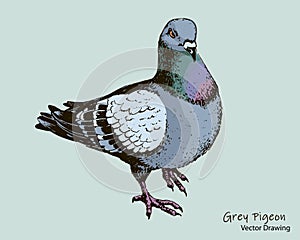 Hand-drawn city grey pigeon pen drawing