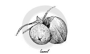 Hand Drawn of Coconut Fruits on White Background