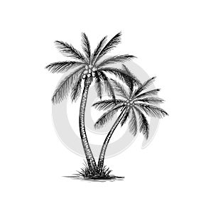 Hand drawn coconut tree vector photo