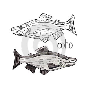 Hand drawn coho fish black and white and color isolated on white background. Vector coho fish