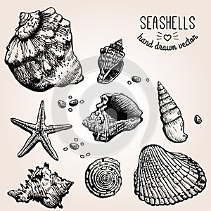Hand drawn collection of various seashell