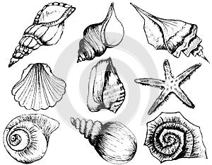 Hand drawn collection of various seashell illustrations