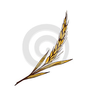 Hand-drawn color vector illustration. Golden spike of wheat, cereal. For seasonal design, harvest, flour products, bread.