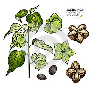 Hand drawn colored sacha inchi plant and seed. Engraved vector illustration. Medical, cosmetic plant. Moisturizing serum photo