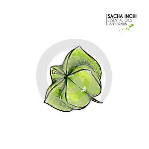 Hand drawn colored sacha inchi star capsula. Engraved vector illustration. Medical plant. Moisturizing serum,essential photo