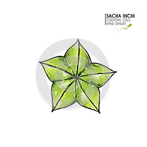 Hand drawn colored sacha inchi star capsula. Engraved vector illustration. Medical plant. Moisturizing serum,essential photo