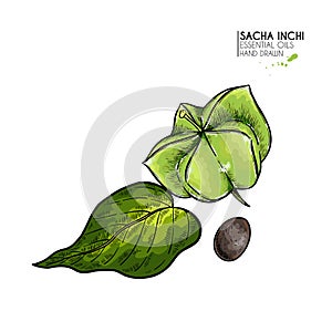 Hand drawn colored sacha inchi star capsula. Engraved vector illustration. Medical plant. Moisturizing serum,essential photo