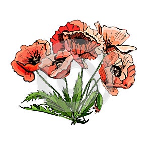 Hand drawn colored sketch composition with poppy flowers isolated on white background.