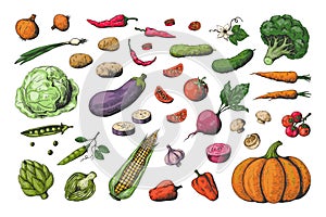 Hand drawn colored vegetables. Food sketch collection, healthy vegan garden vegetables. Vector carrot potato tomato