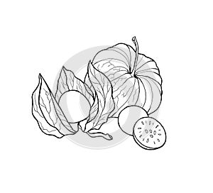 Hand drawn colorful bright physalis, berries. Outline, white background.