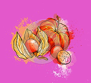 Hand drawn colorful bright physalis, berries. Watercolors, purple background.