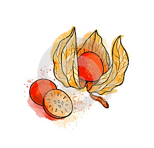 Hand drawn colorful bright physalis, berries. Watercolors, white