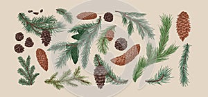 Hand drawn colorful collection of spruce branches and cones. Realistic engraving set of conifer cone isolated on light