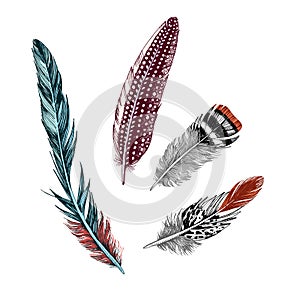 Hand drawn colorful feathers on white background.