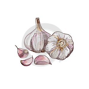 Hand drawn colorful garlic. Whole head of garlic and cloves of garlic.