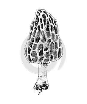 Hand drawn colorful morel mushroom