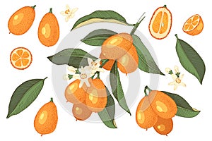 Hand drawn colorful set of kumquat