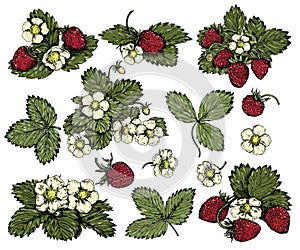 Hand drawn colorful vintage wild strawberries set