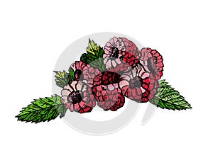 Hand drawn colorred sketch raspberries on white background.