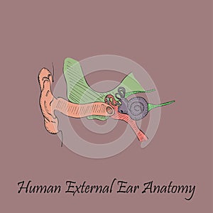 Hand Drawn Coloured Human External Ear