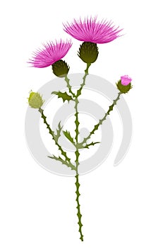 Hand drawn composition of a thistle flower. Milk Thistle isolated on white. Vector botanical illustration.