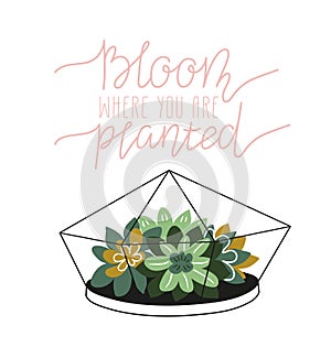 Hand drawn contained succulents. Scandinavian style vector illustration, home decor.