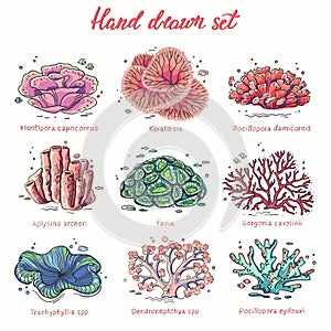 Hand drawn corals set