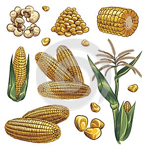 Hand drawn corn. Cereal maize plants, corn cob and grains vegetarian food, design for fast food packaging, menu poster