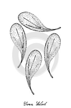 Hand Drawn of Corn Salad on White Background