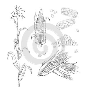 Hand drawn corn. Sweet maize cobs. Grains and leaves sketch for food package labels and restaurant menu. Agricultural