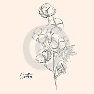 Hand drawn cotton brunch in vintage style