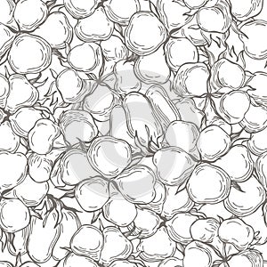 Cotton plant. Vector  seamless pattern