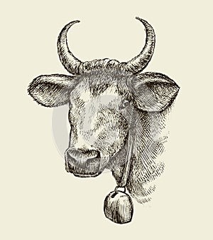 Hand drawn cow, bull. Sketch a farm animal. Vector illustration