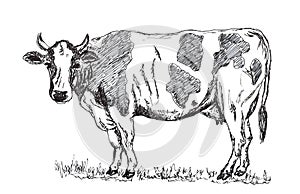 Hand drawn cow pencil illustration