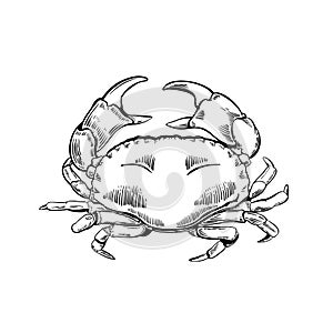 Hand drawn crab illustration in engraving style