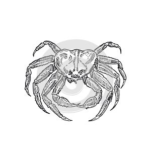 Hand Drawn Crab Vector Illustration. Abstract Seafood Sketch. Crustacean Engraving Style Drawing. Isolated