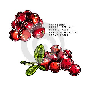 Hand drawn cranberry branch, leaf and berry. Engraved colored vector illustration. Cowberry, blueberry plant. Summer