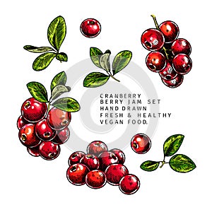 Hand drawn cranberry branch, leaf and berry. Engraved colored vector illustration. Cowberry, blueberry plant. Summer