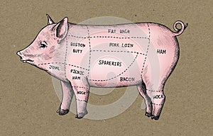 Hand drawn cut of pig