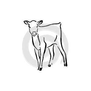 Hand drawn cute cow calf sketch illustration. Vector black ink drawing farm animal, outline silhouette isolated on white