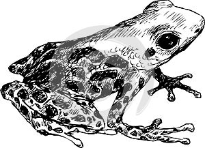 Hand drawn cute frog